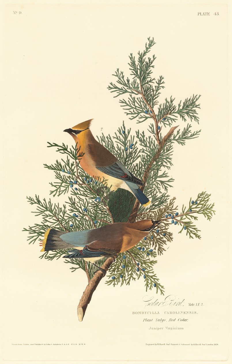 Cedar fugl av Robert Havell after John James Audubon