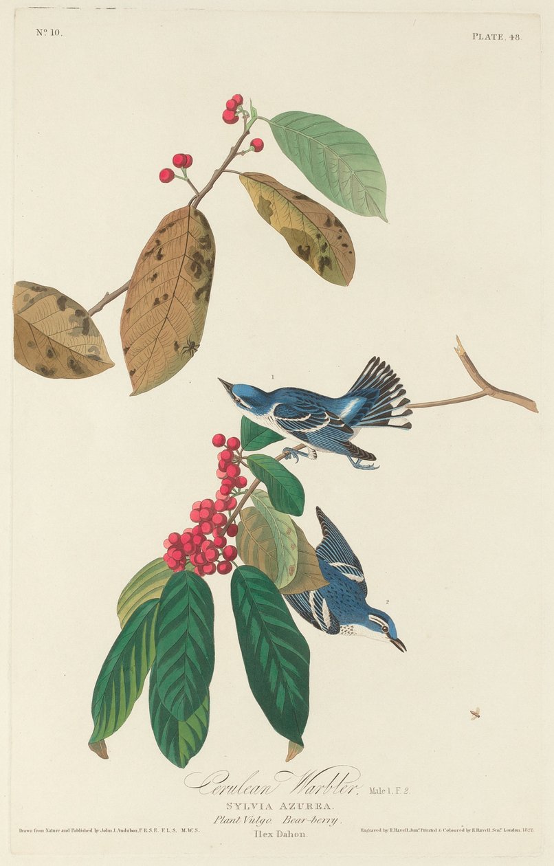 Cerulean Warbler av Robert Havell after John James Audubon