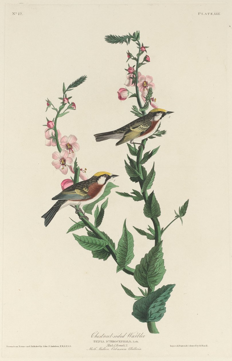Kastanjesidesanger av Robert Havell after John James Audubon