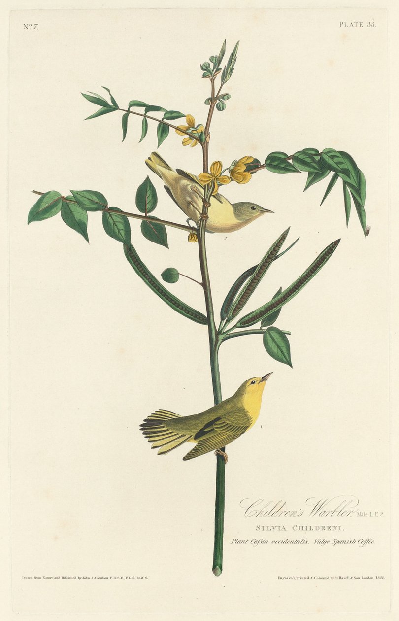 Barnasanger av Robert Havell after John James Audubon