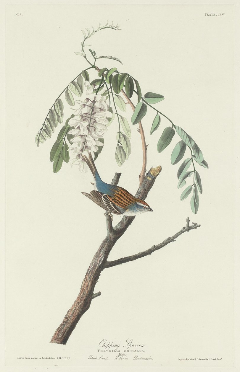 Chipping Sparrow av Robert Havell after John James Audubon