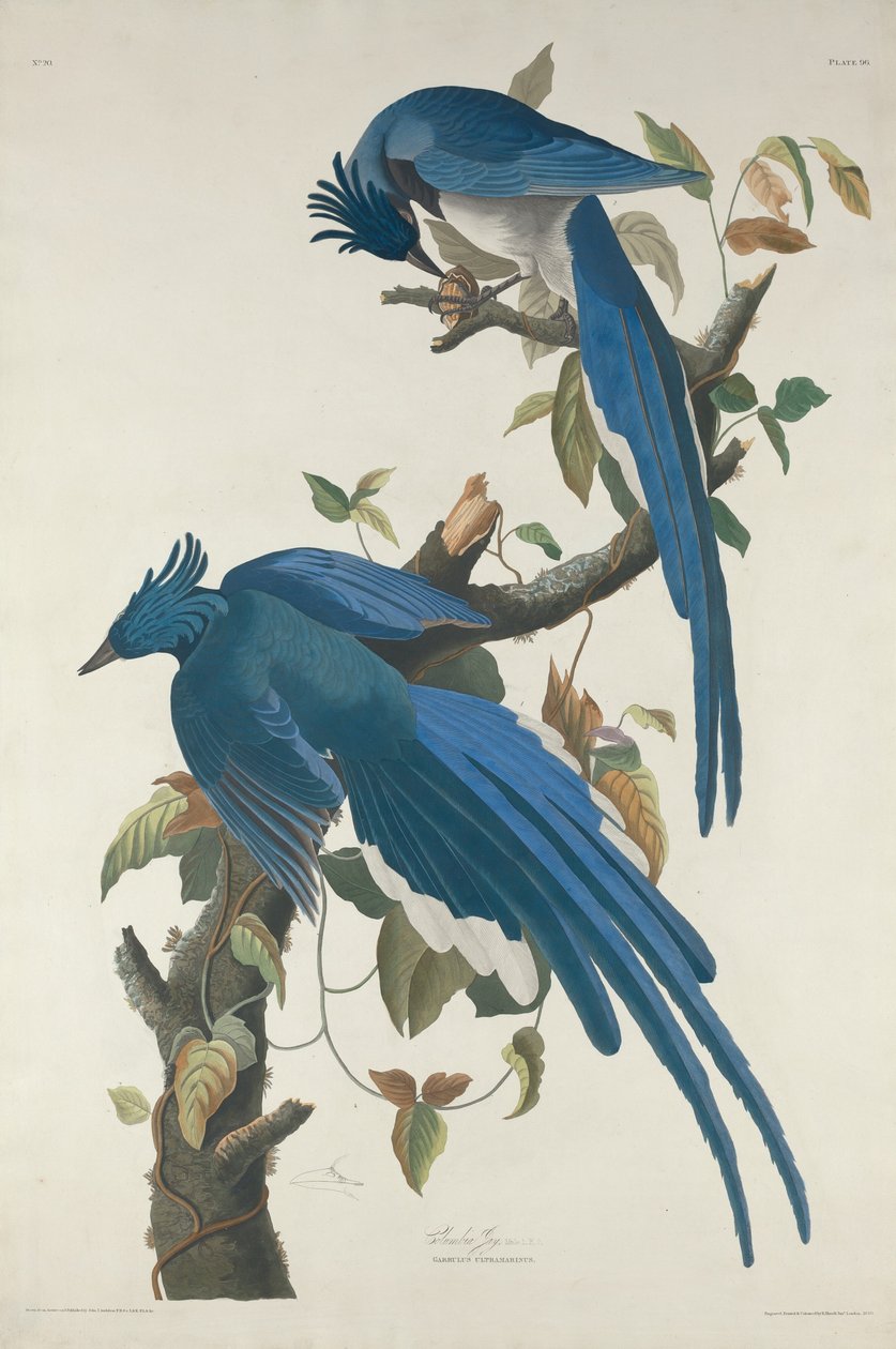 Columbia Jay av Robert Havell after John James Audubon