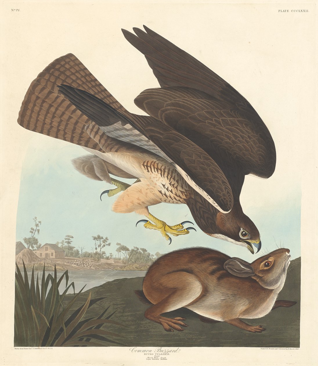 Vanlig orrfugl av Robert Havell after John James Audubon