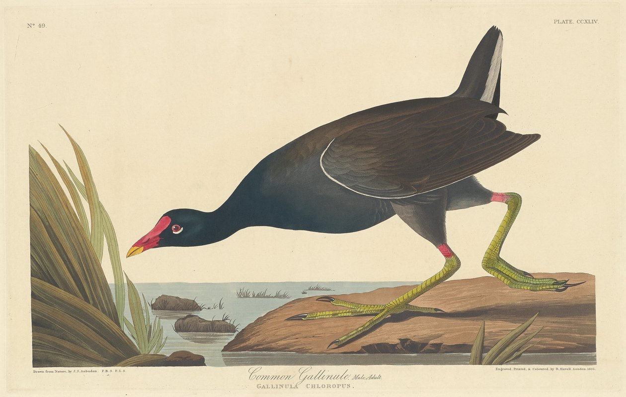 Vanlig Gallinule av Robert Havell after John James Audubon