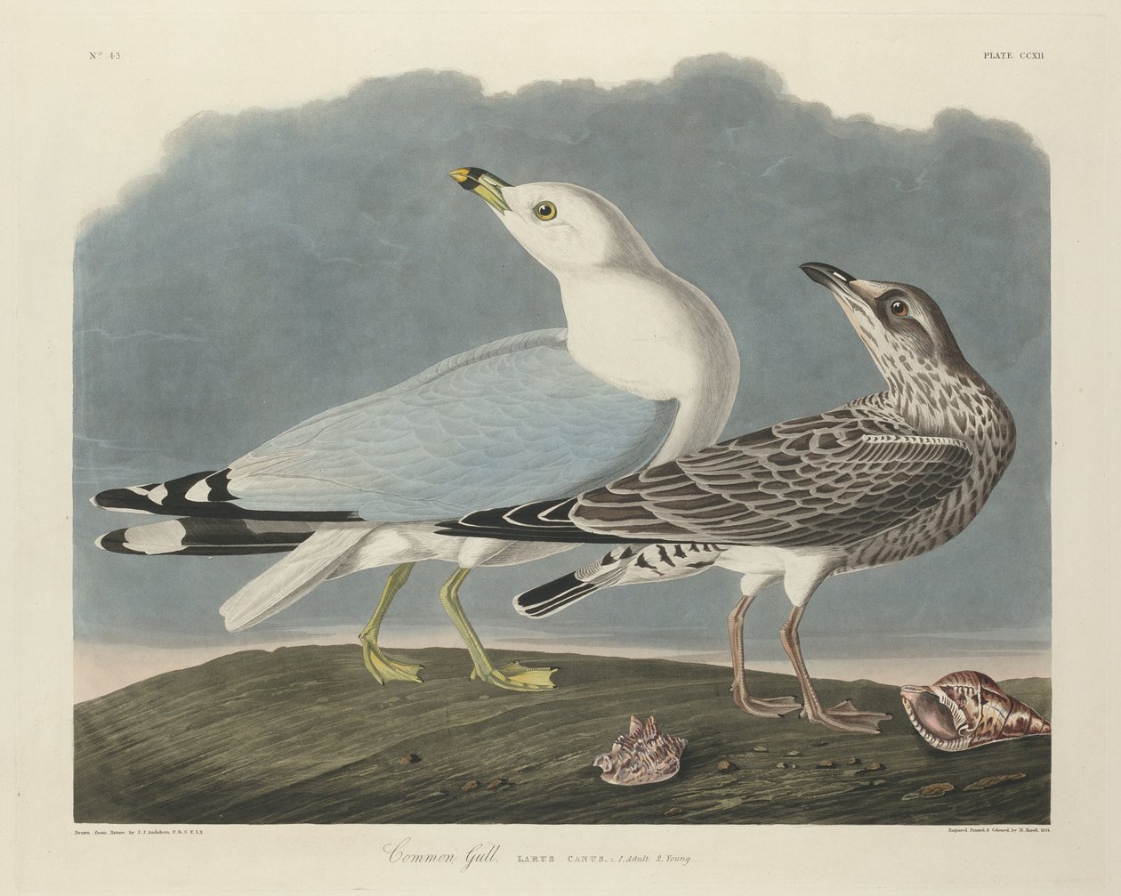 Vanlig måke av Robert Havell after John James Audubon