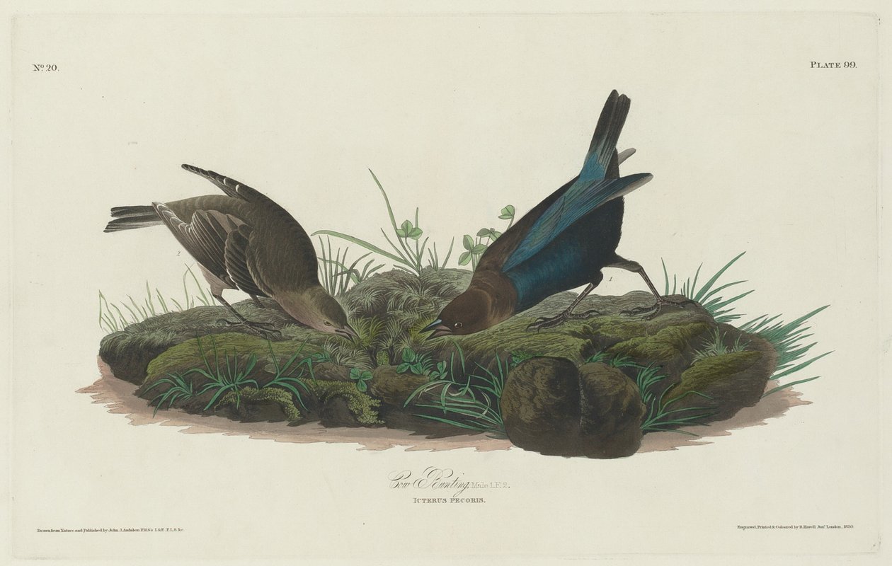 Kuspurv av Robert Havell after John James Audubon