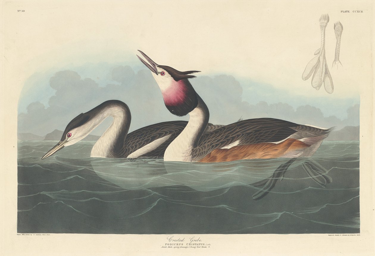 Crested doppe av Robert Havell after John James Audubon