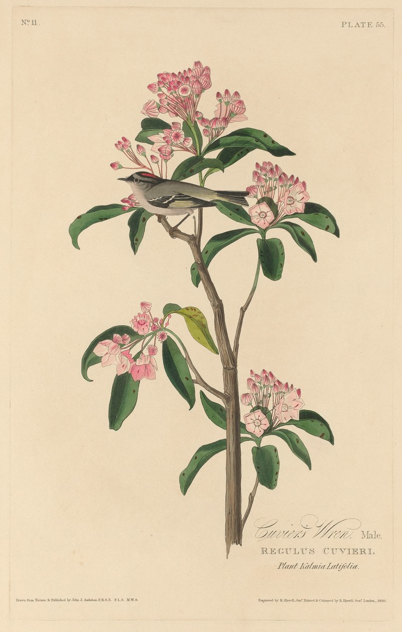 Cuviers Wren av Robert Havell after John James Audubon