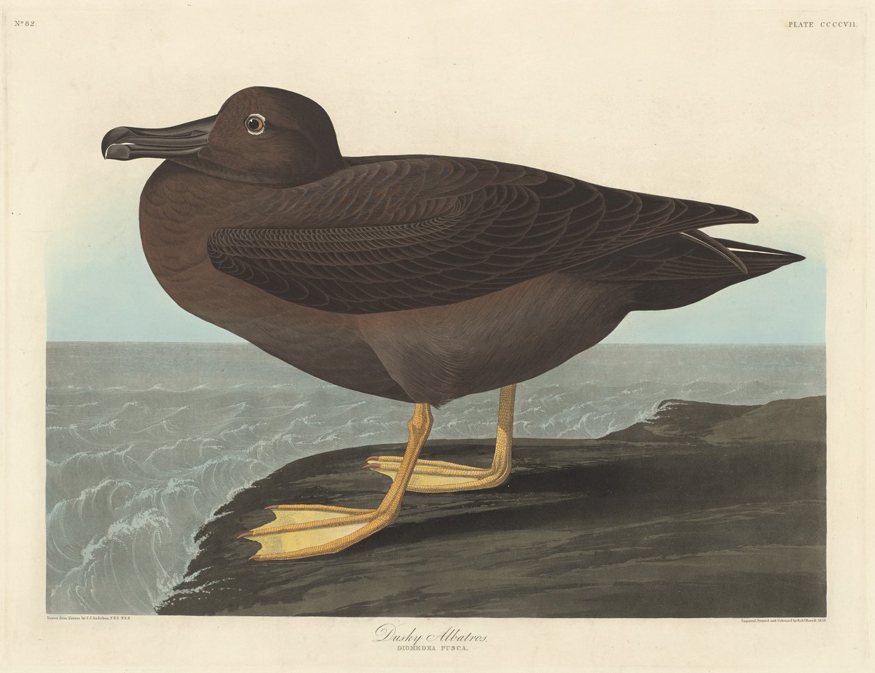 Dusky albatross av Robert Havell after John James Audubon