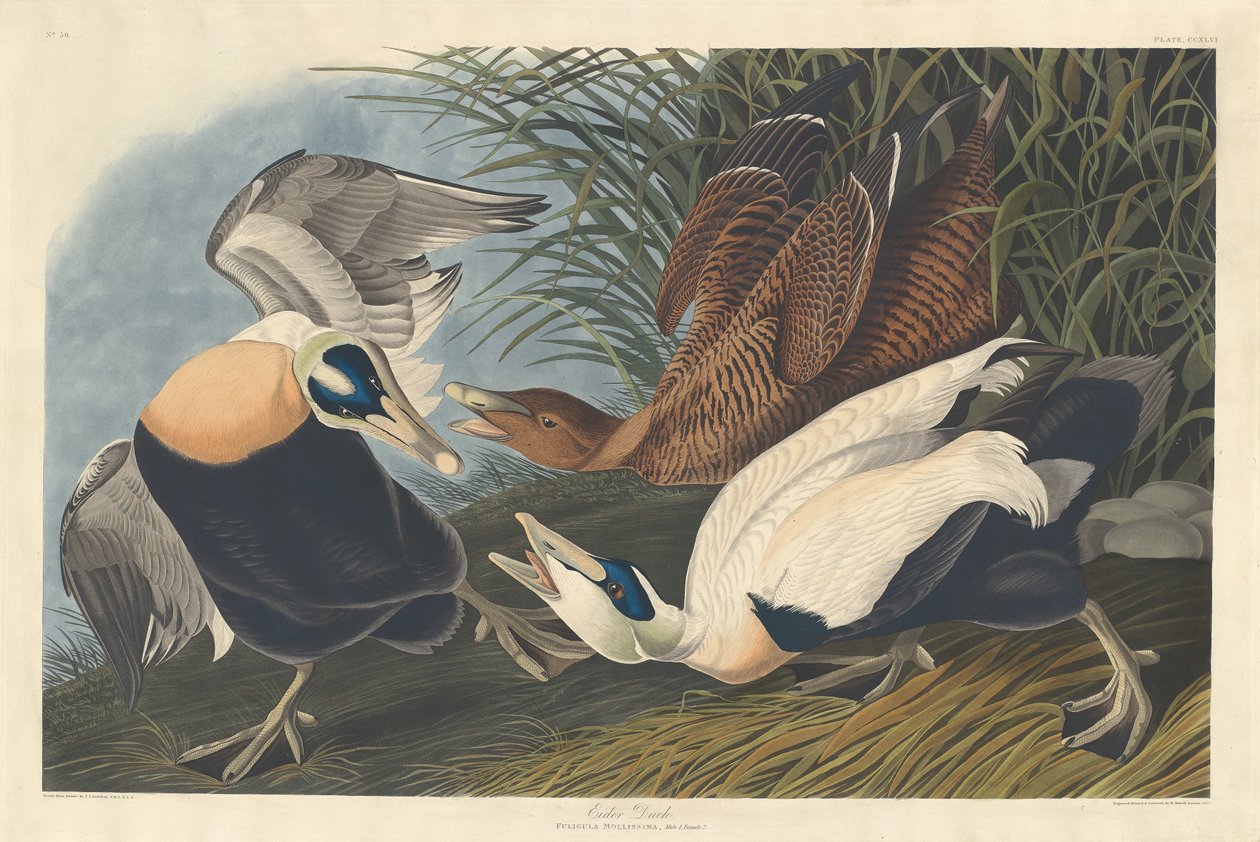 Ærfugl av Robert Havell after John James Audubon