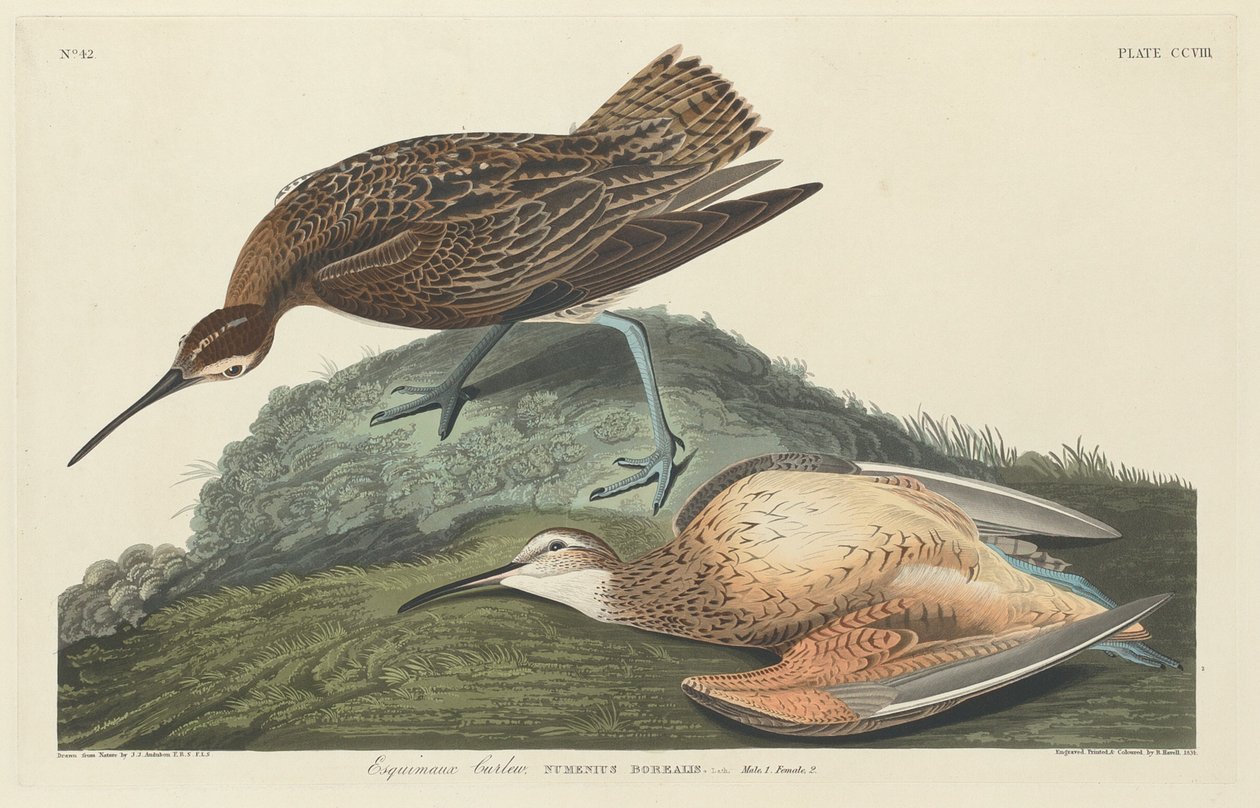 Curlew eskimoer av Robert Havell after John James Audubon