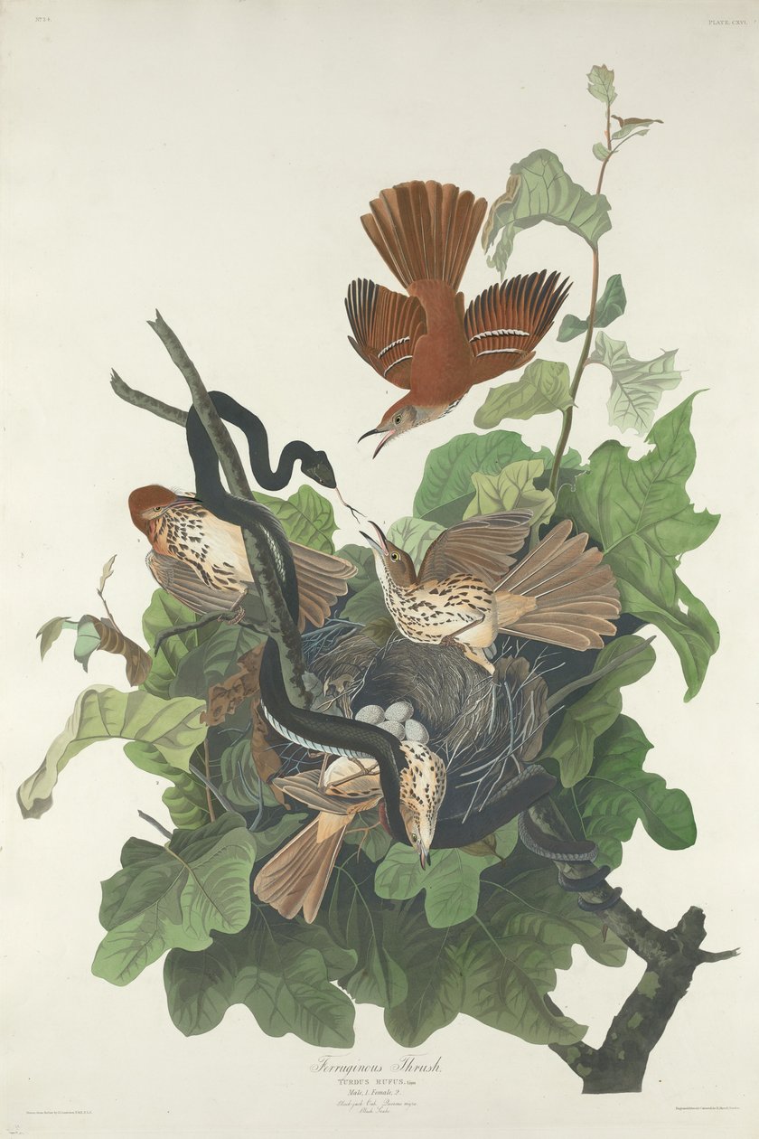 Jernholdig trost av Robert Havell after John James Audubon