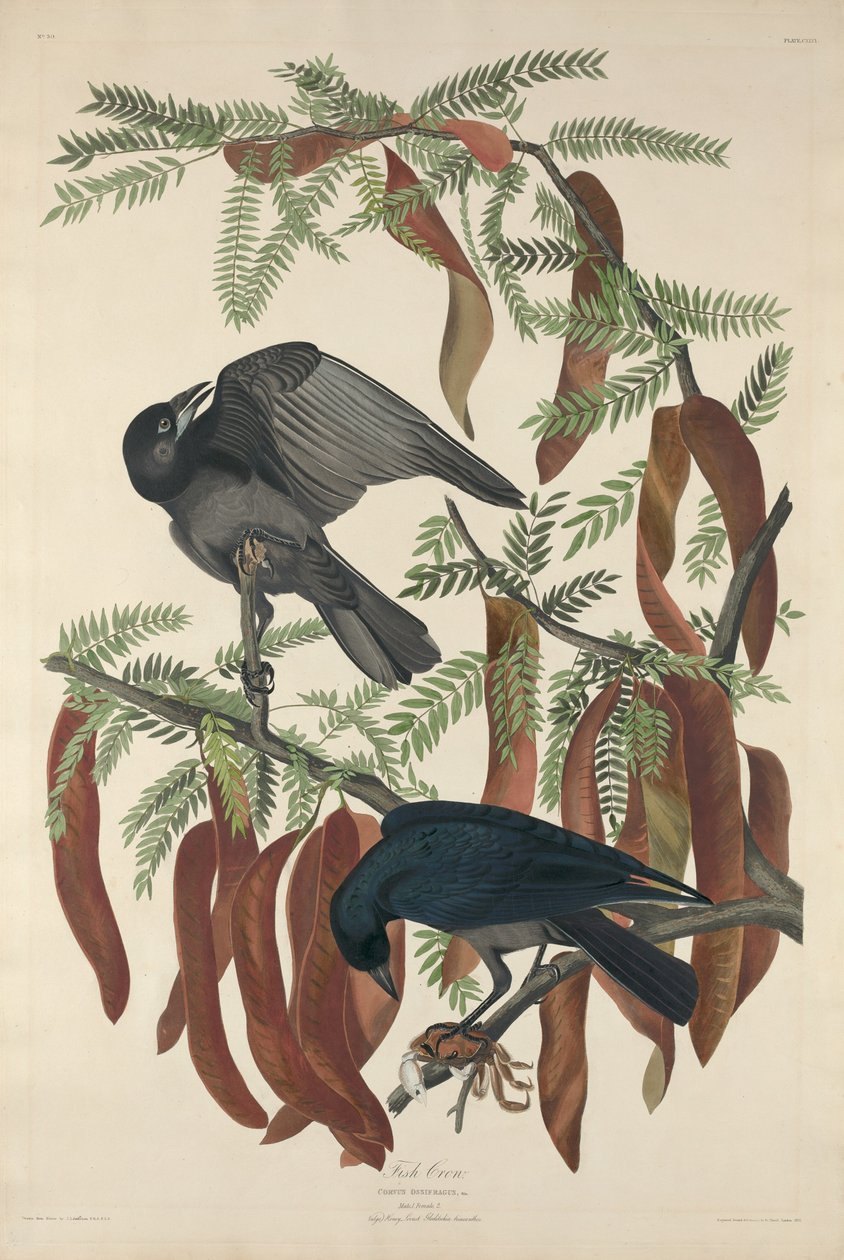 Fiskekråke av Robert Havell after John James Audubon