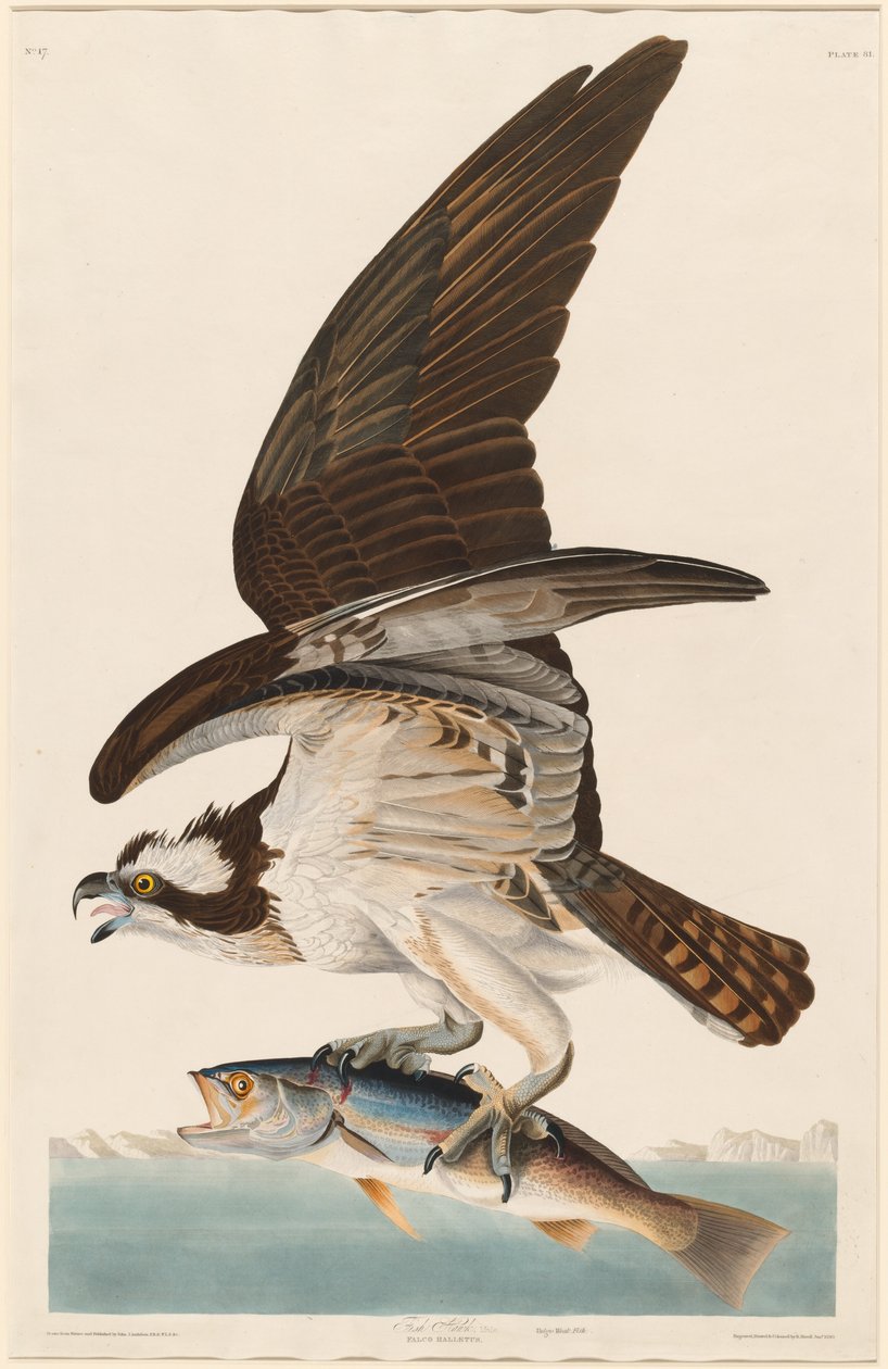 Fish Hawk av Robert Havell after John James Audubon