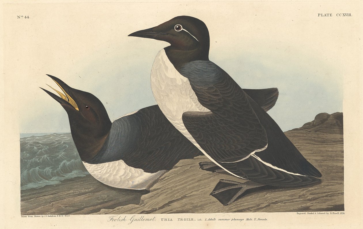 Tåpe lomvi av Robert Havell after John James Audubon