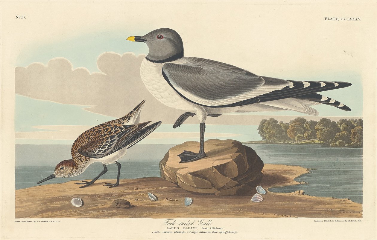 Gaffelhalemåke av Robert Havell after John James Audubon