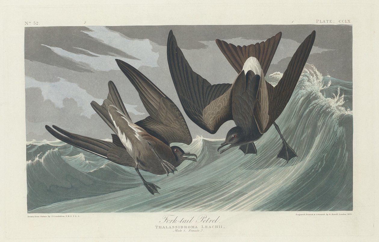 Gaffelhalepetrel av Robert Havell after John James Audubon