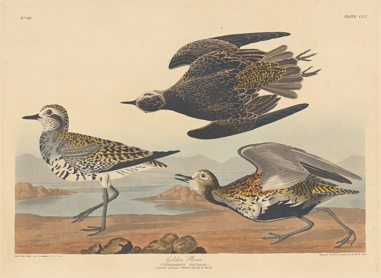 Gullhøne av Robert Havell after John James Audubon