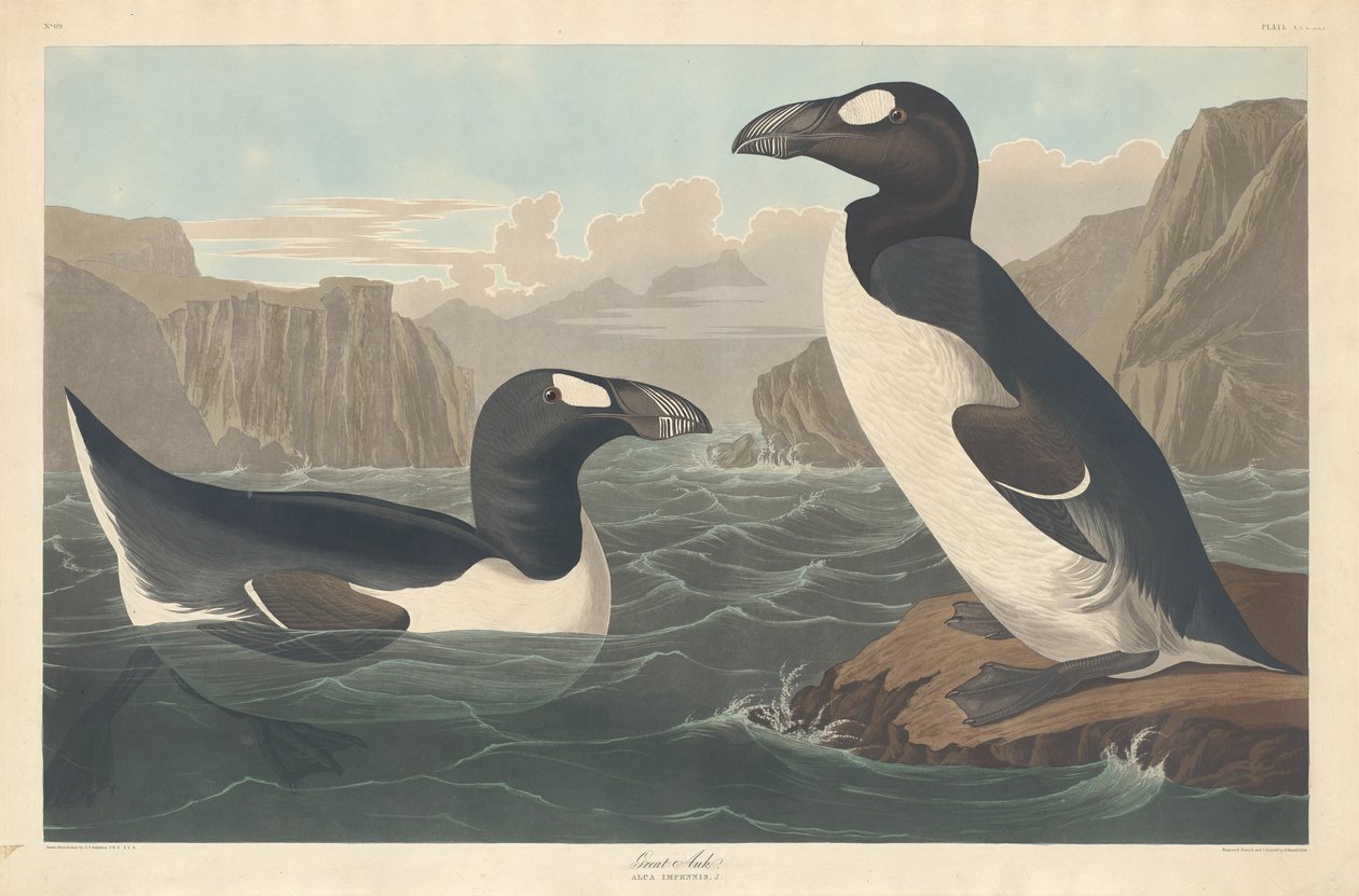 Flott Auk av Robert Havell after John James Audubon