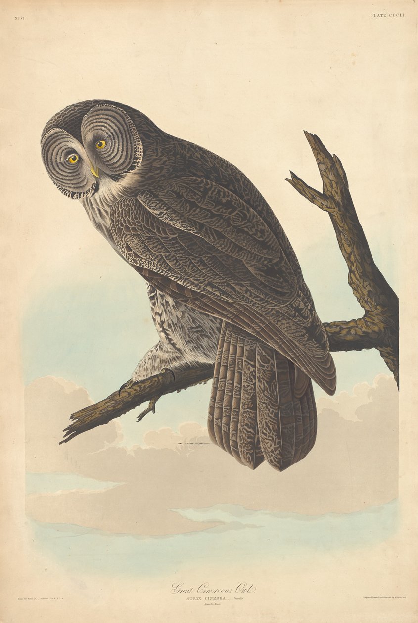 Stor kineugle av Robert Havell after John James Audubon