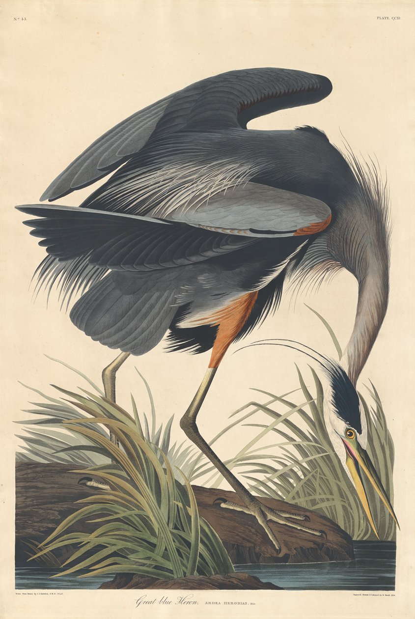 Flott blå hegre av Robert Havell after John James Audubon