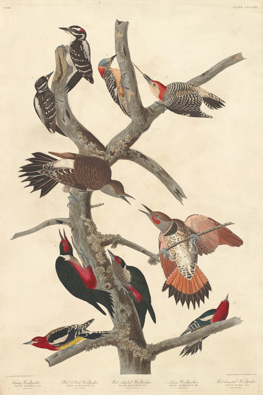 Hårete hakkespett av Robert Havell after John James Audubon