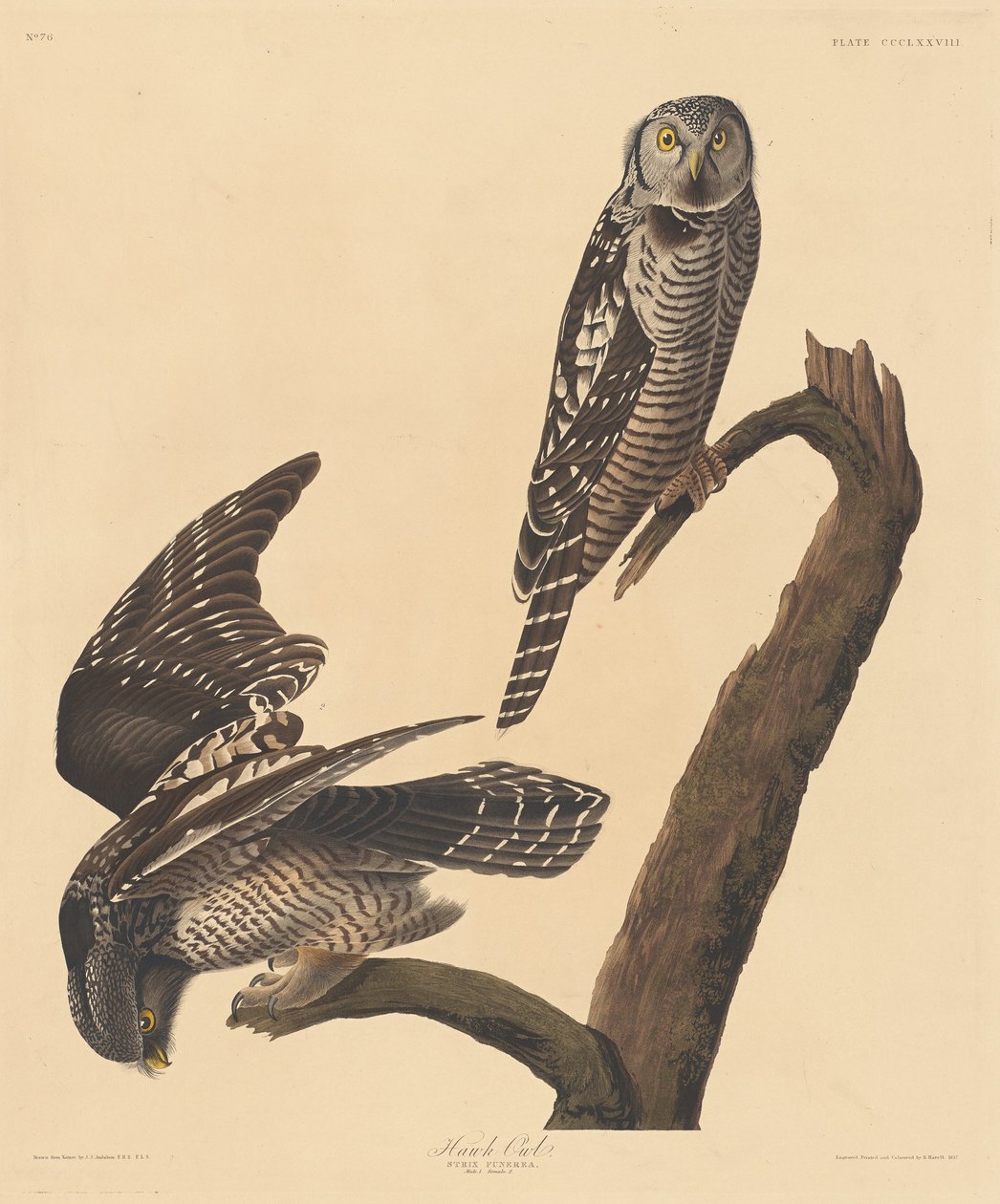 Haukugle av Robert Havell after John James Audubon