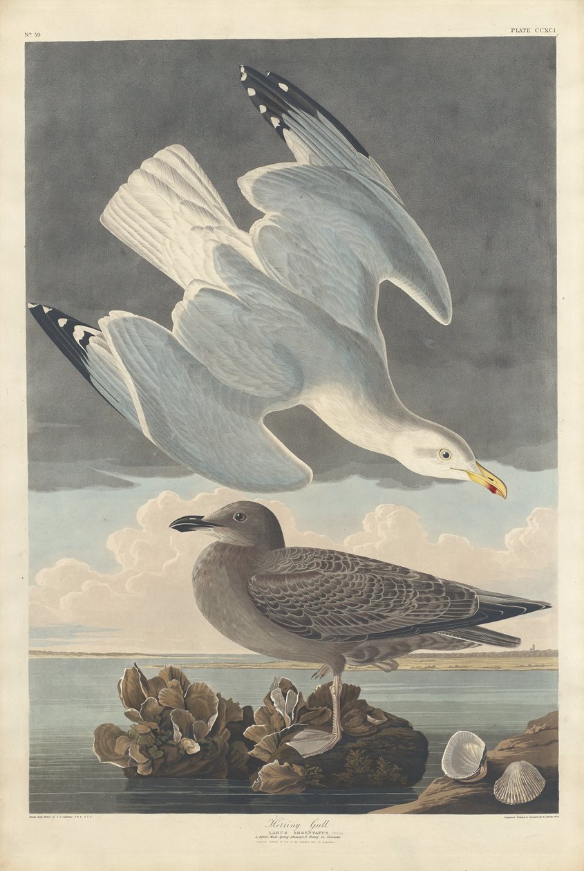 Sildemåke av Robert Havell after John James Audubon