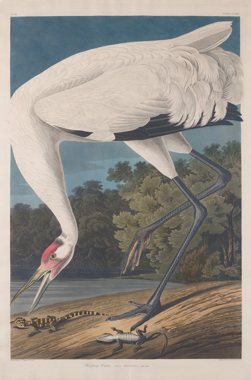 Hooping Crane av Robert Havell after John James Audubon