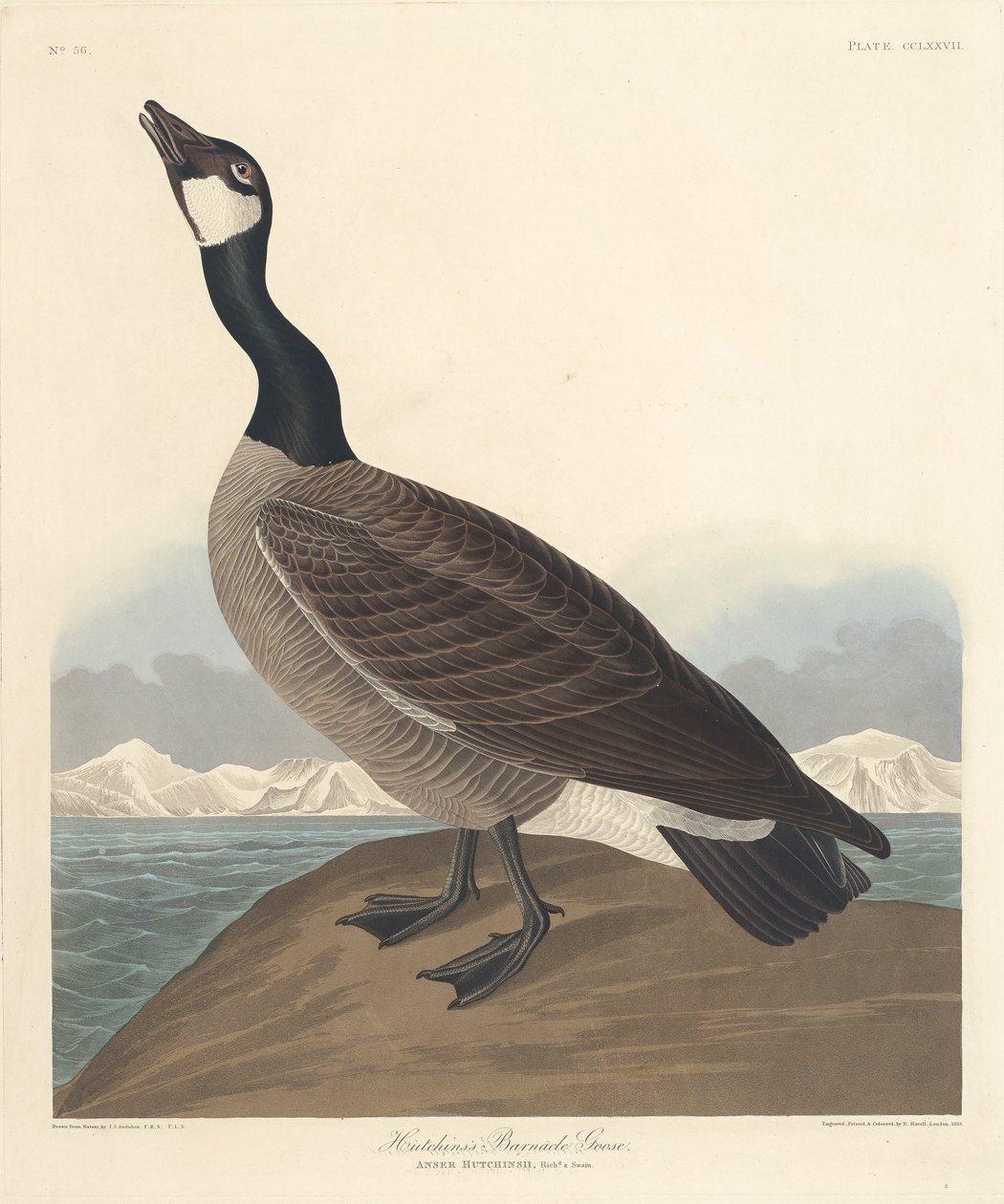 Hutchins barnacle Goose av Robert Havell after John James Audubon