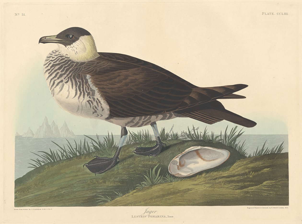Jager av Robert Havell after John James Audubon
