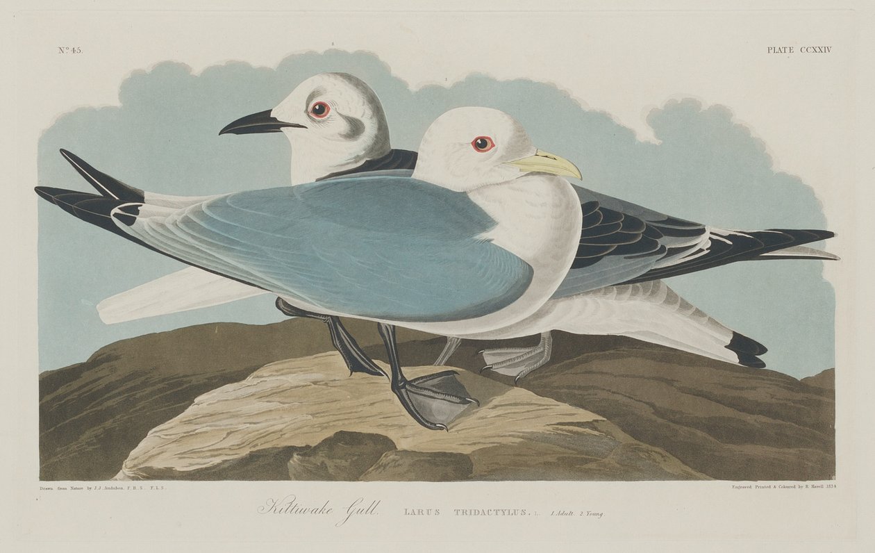 Kittiwake Gull av Robert Havell after John James Audubon