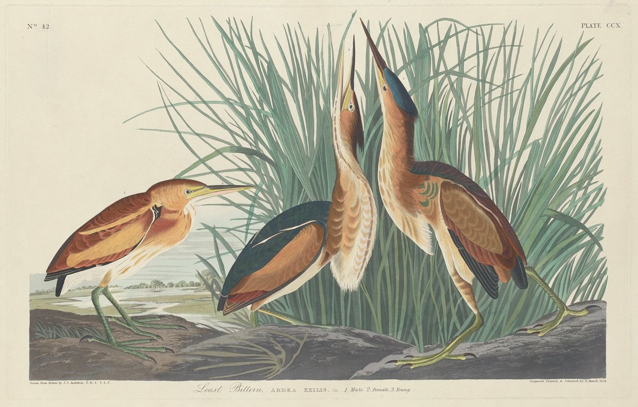 Minst bittert av Robert Havell after John James Audubon
