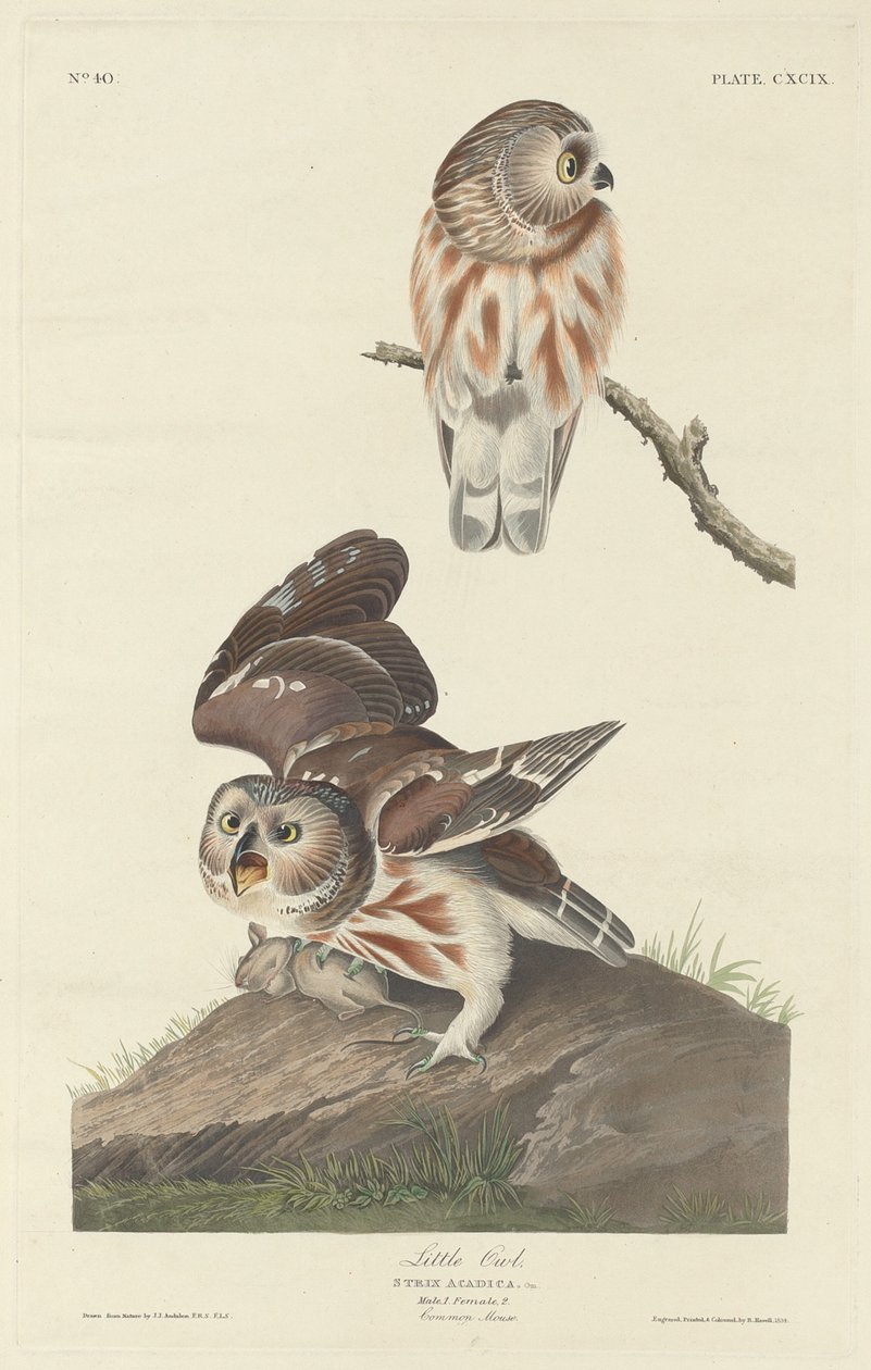 Lille ugle av Robert Havell after John James Audubon