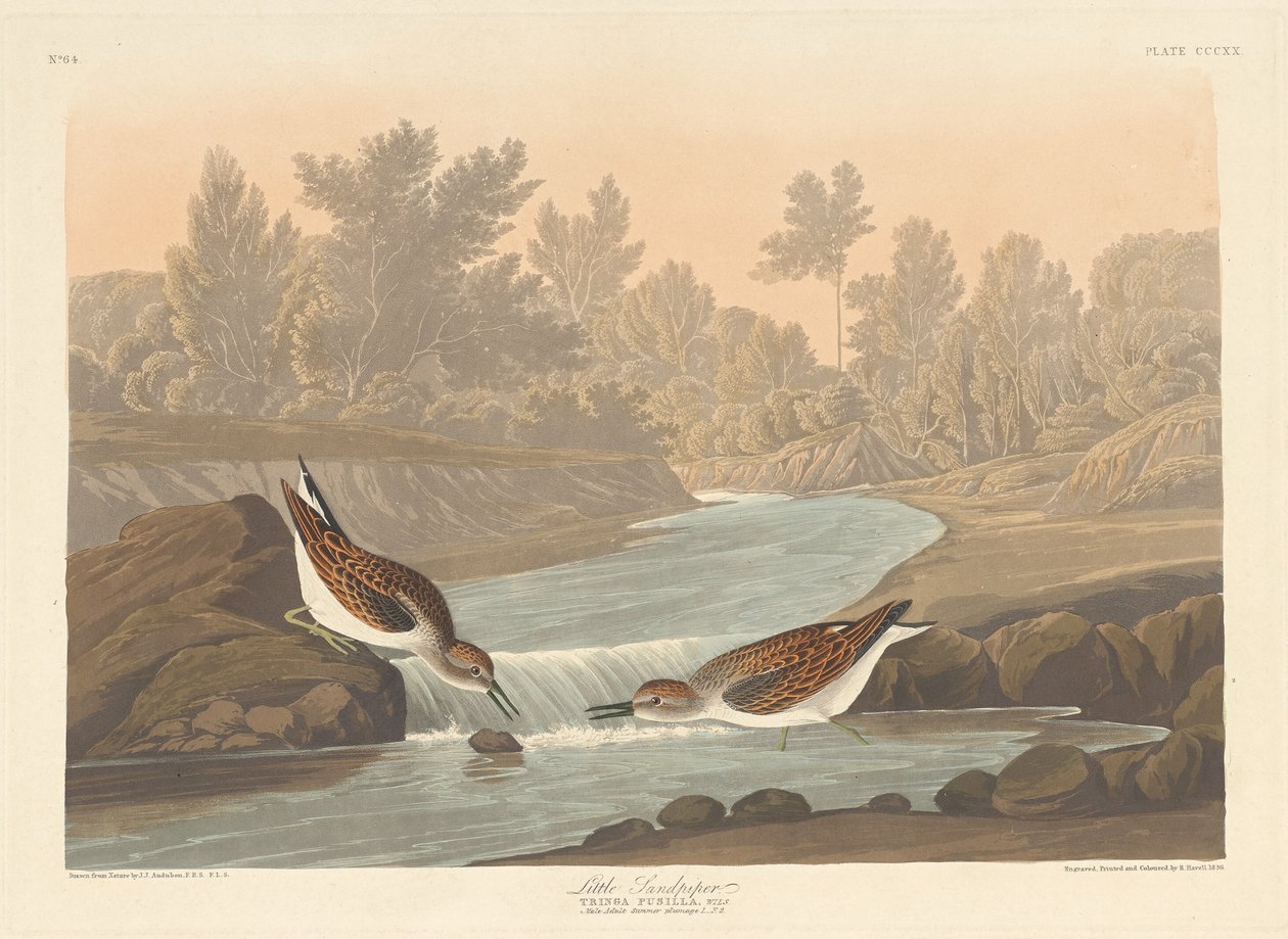 Lille Sandpiper av Robert Havell after John James Audubon