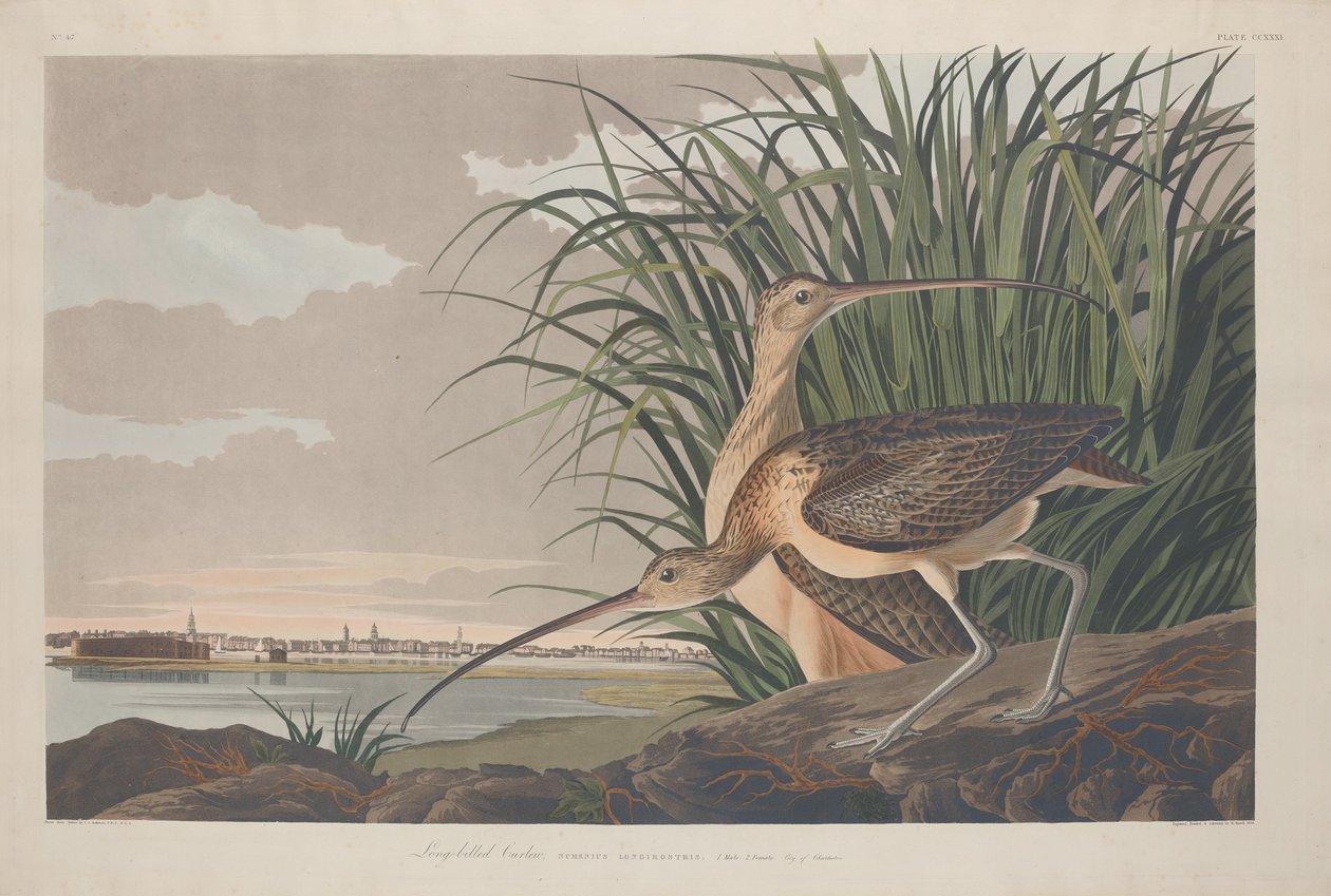 Langnebbet krølle av Robert Havell after John James Audubon