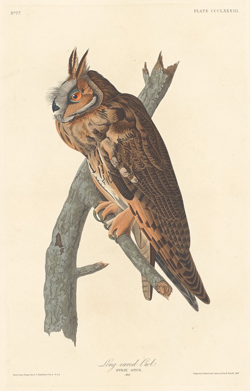 Langøret ugle av Robert Havell after John James Audubon
