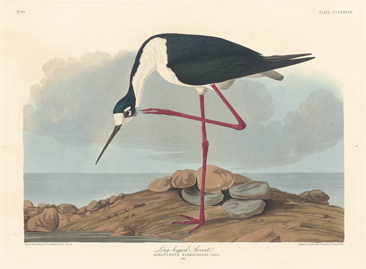 Langbeint Avocet av Robert Havell after John James Audubon