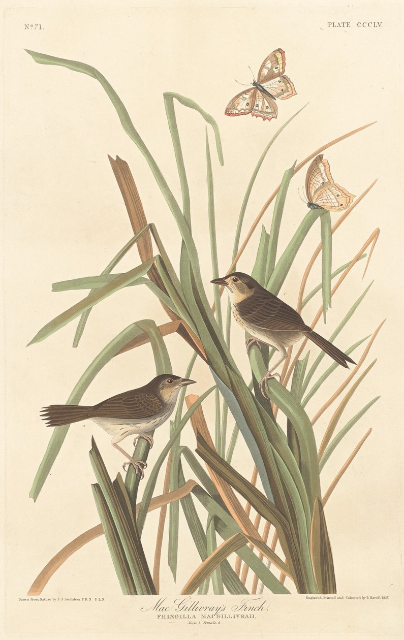 MacGillivrays Finch av Robert Havell after John James Audubon