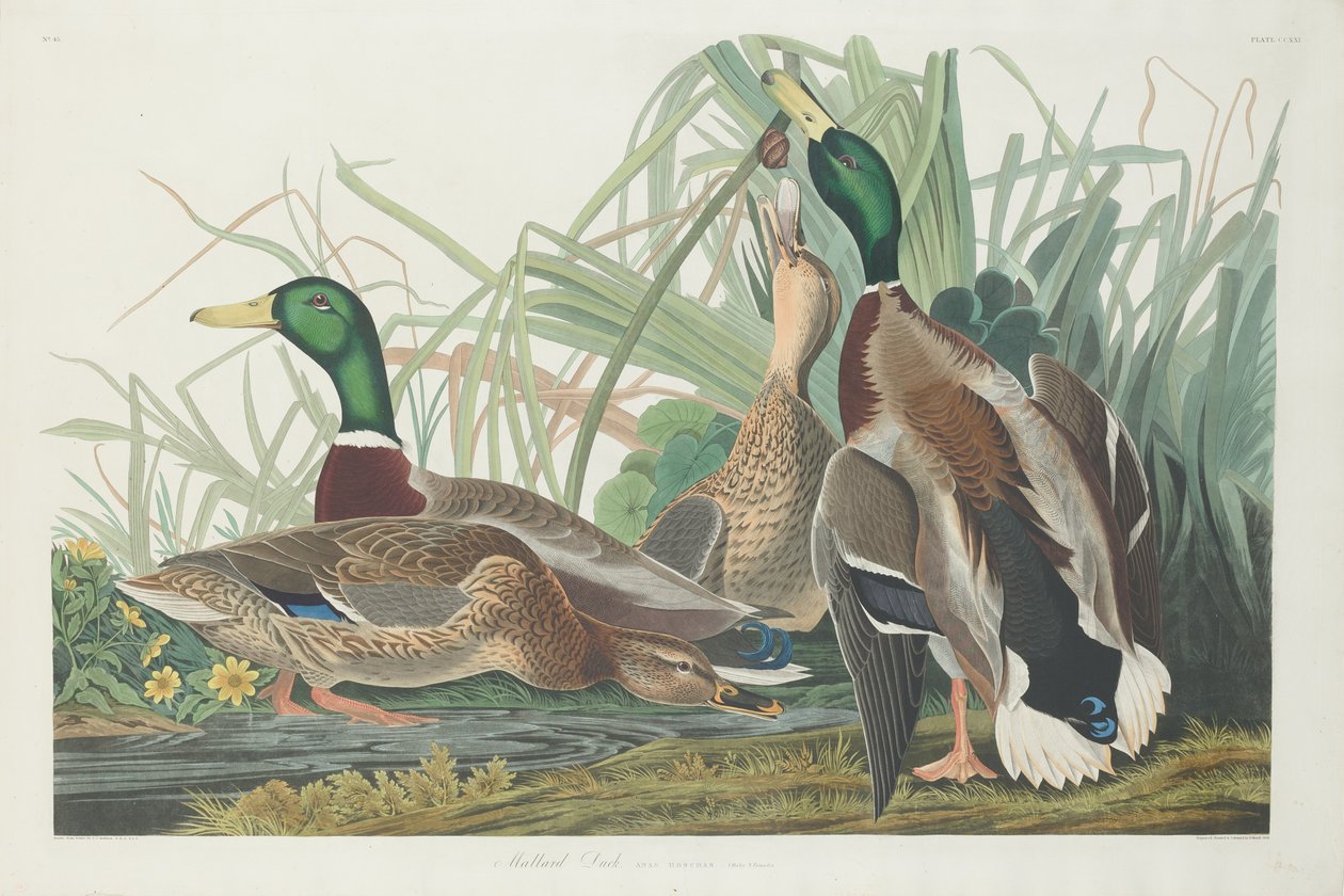 Stokand av Robert Havell after John James Audubon