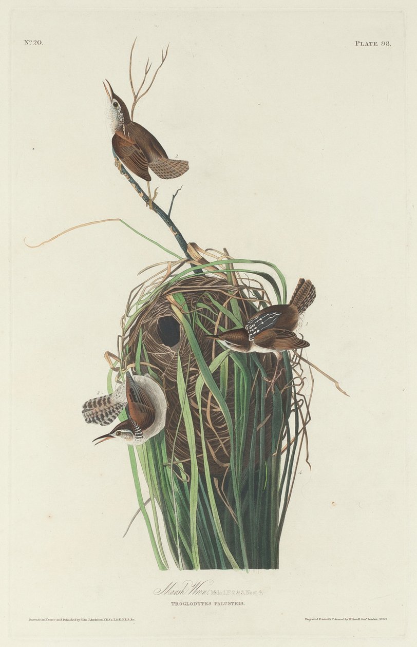 Marsh Wren av Robert Havell after John James Audubon
