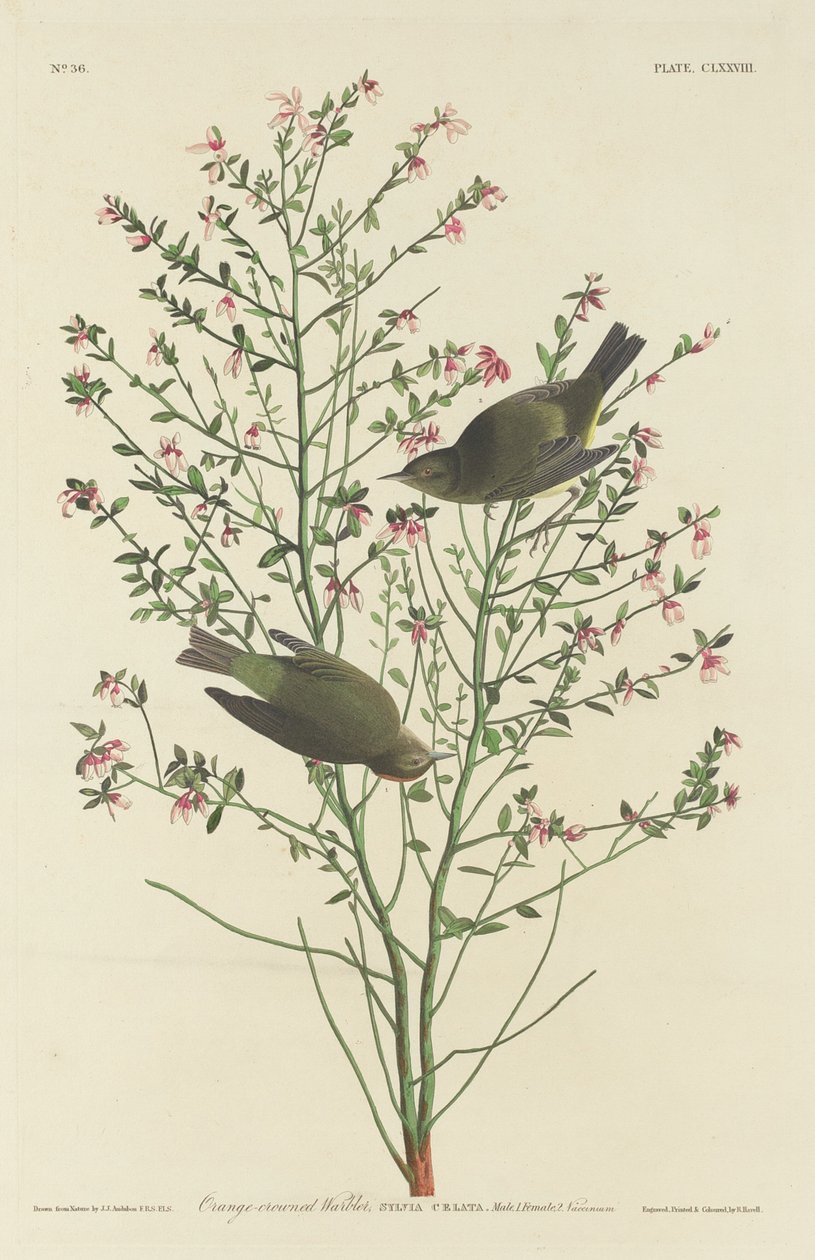 Oransjekronsanger av Robert Havell after John James Audubon