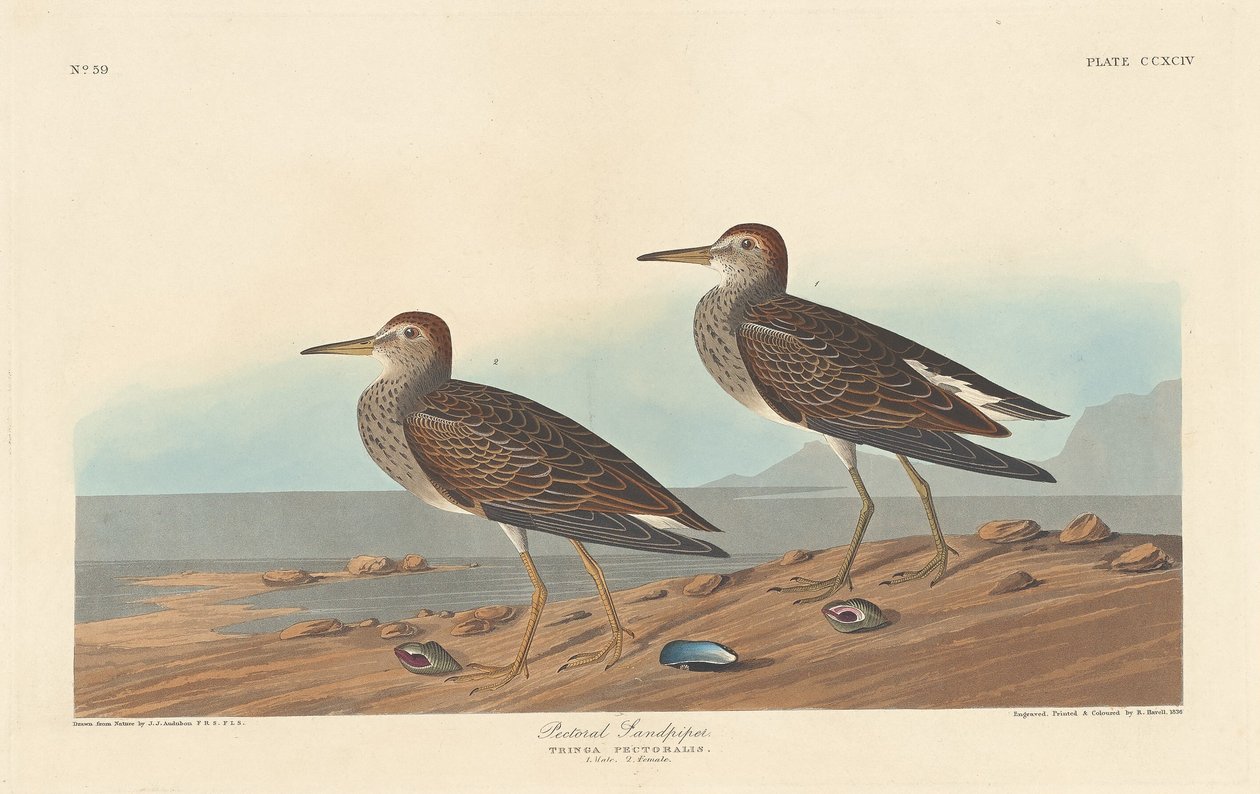 Pectoral Sandpiper av Robert Havell after John James Audubon