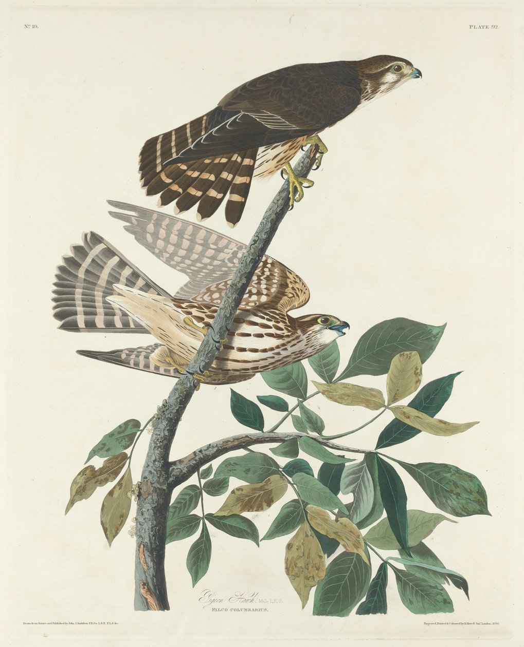 Pigeon Hawk av Robert Havell after John James Audubon