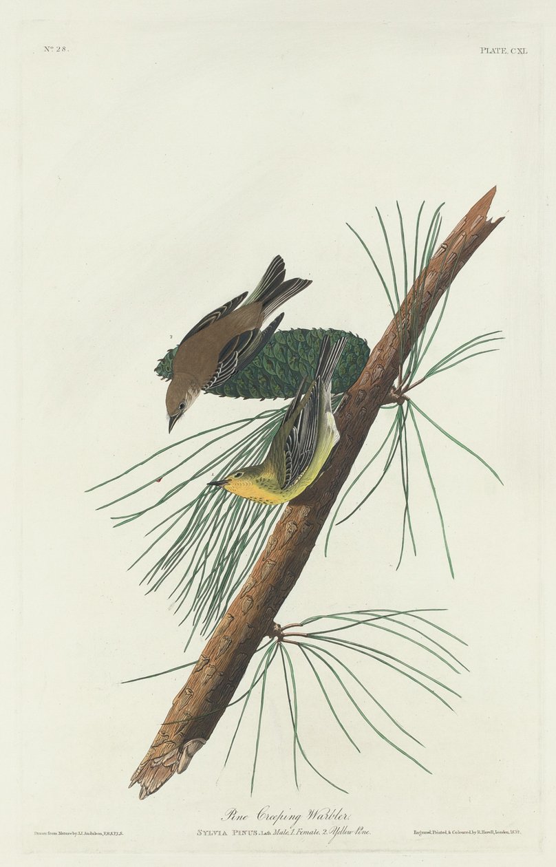 Furukrypsanger av Robert Havell after John James Audubon