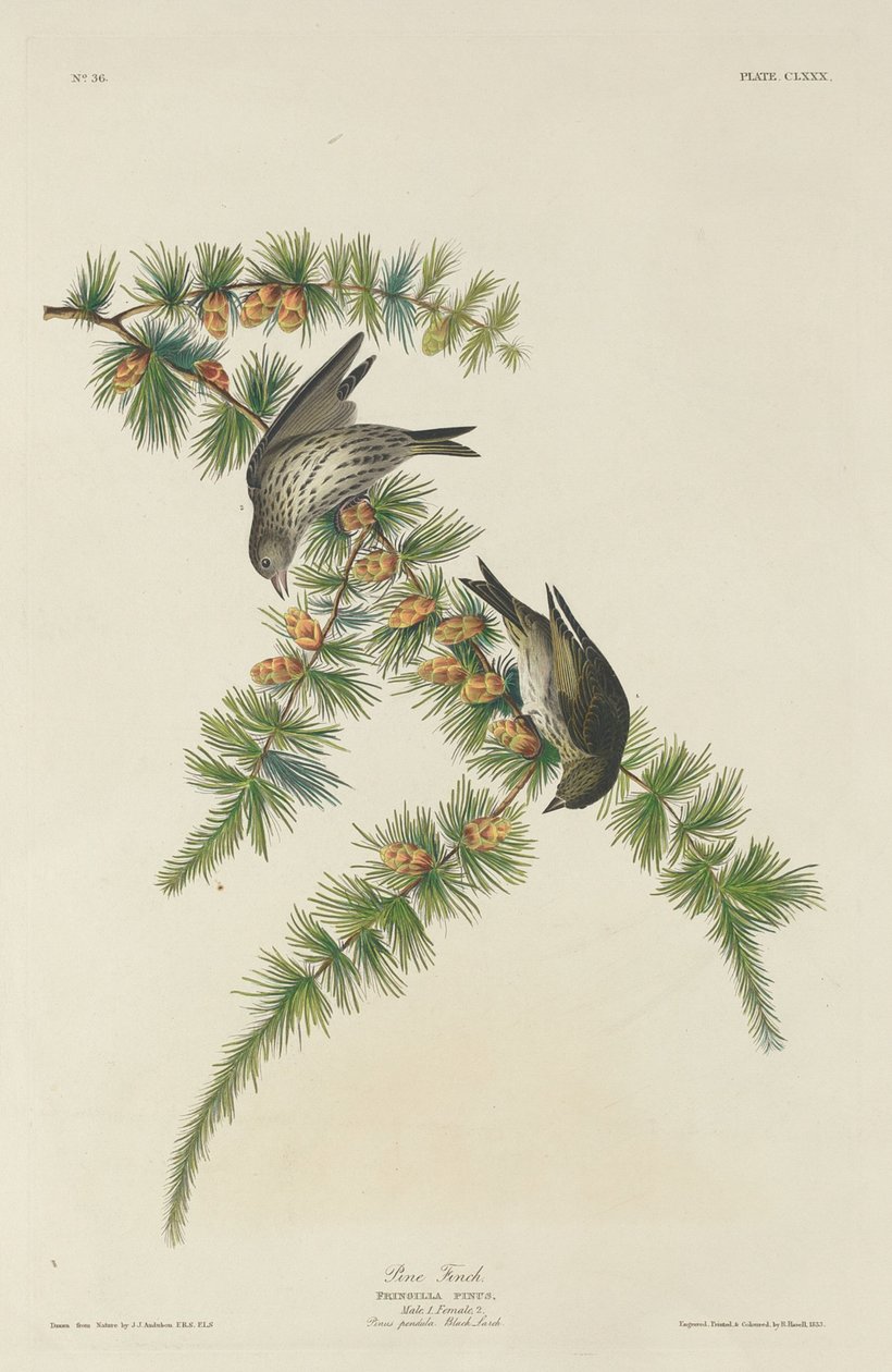 Furufink av Robert Havell after John James Audubon
