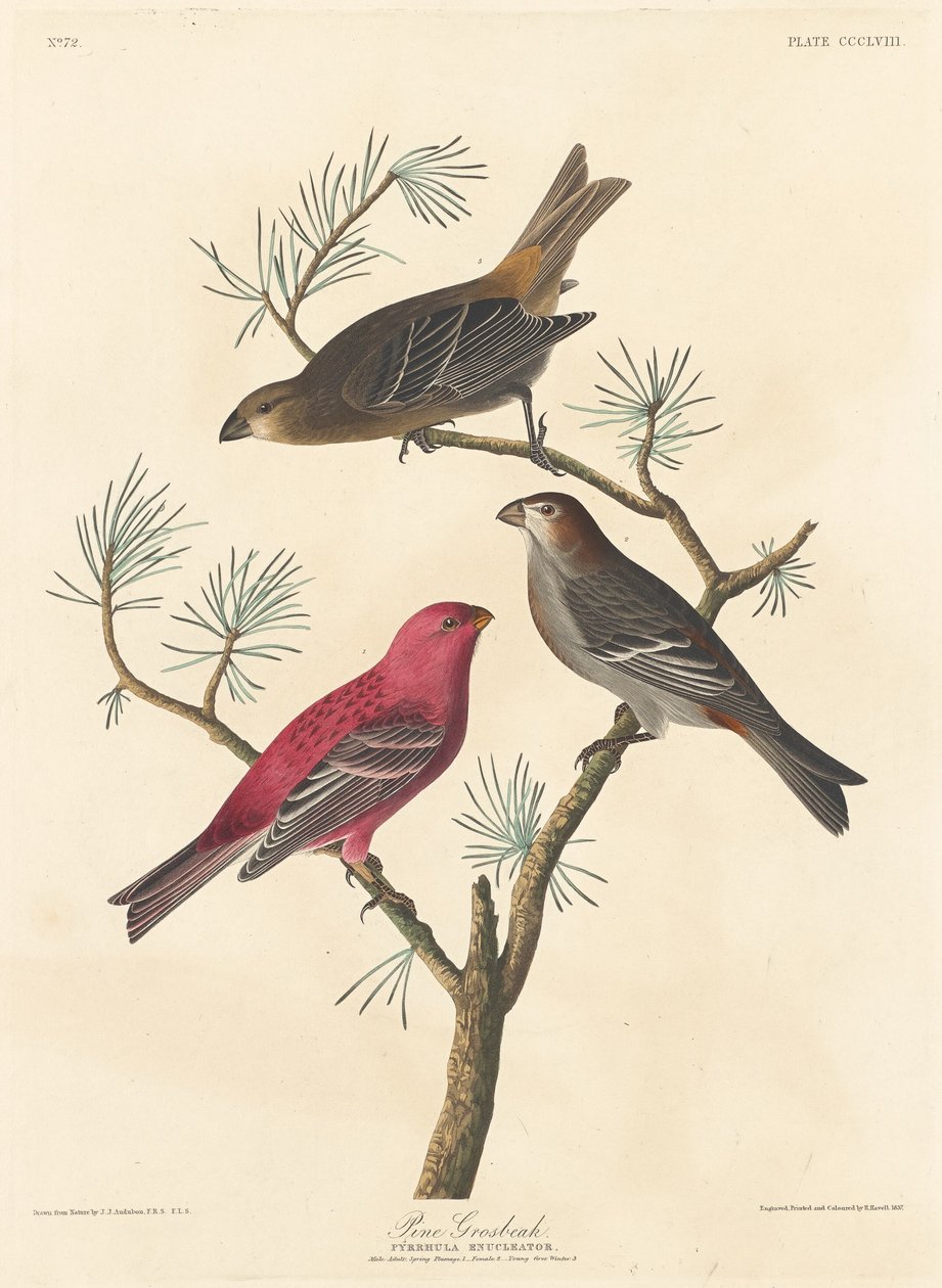 Pine Grosbeak av Robert Havell after John James Audubon