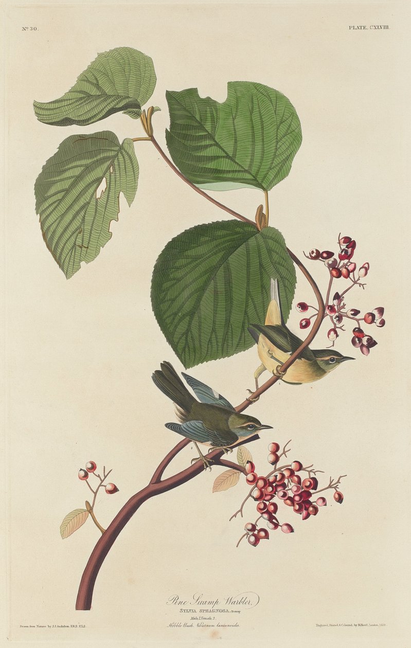Furumyrsanger av Robert Havell after John James Audubon