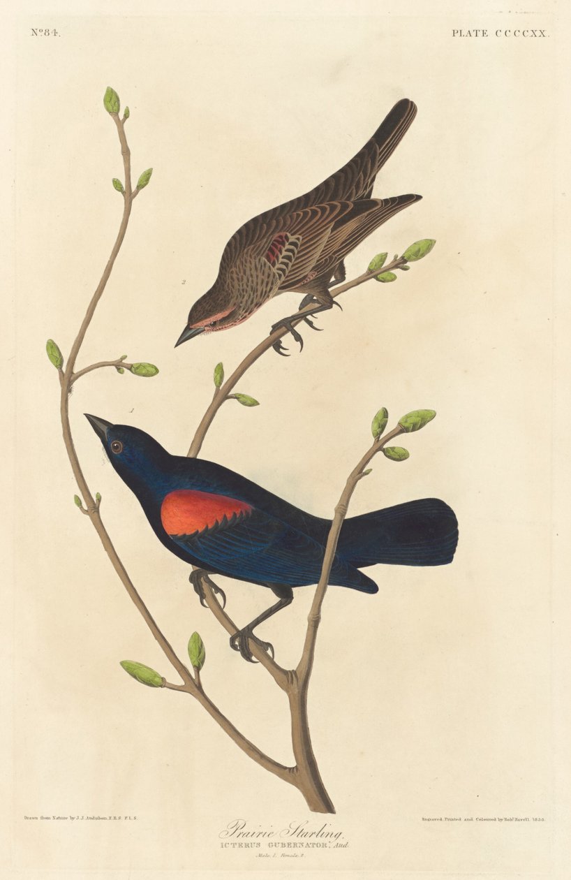 Prairie Starling av Robert Havell after John James Audubon