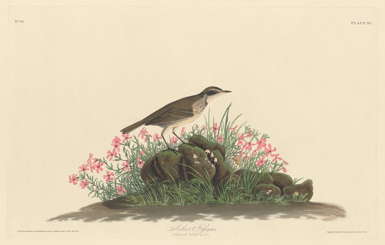 Prairie tittelark av Robert Havell after John James Audubon